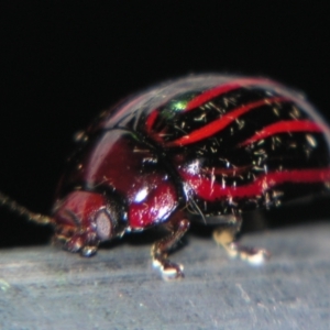 Paropsisterna semivittata at Bolivia, NSW - suppressed