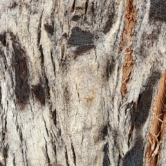 Angophora floribunda at Murrengenburg, NSW - 15 Nov 2023