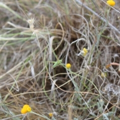 Tettigoniidae (family) (Unidentified katydid) at Lawson Grasslands (LWG) - 15 Nov 2023 by maura