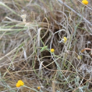 Tettigoniidae (family) at Lawson Grasslands (LWG) - 15 Nov 2023 10:50 AM