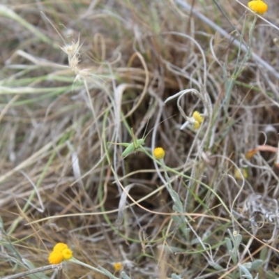 Tettigoniidae (family) (Unidentified katydid) at Lawson Grasslands (LWG) - 14 Nov 2023 by maura