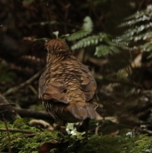 Zoothera lunulata at O'Reilly, QLD - 10 Nov 2023