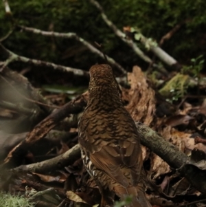 Zoothera lunulata at O'Reilly, QLD - 10 Nov 2023