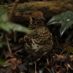 Zoothera lunulata at O'Reilly, QLD - 10 Nov 2023