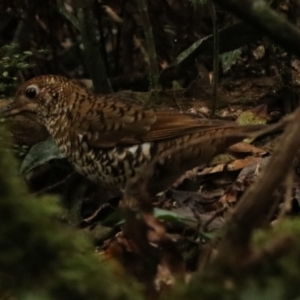 Zoothera lunulata at O'Reilly, QLD - 10 Nov 2023