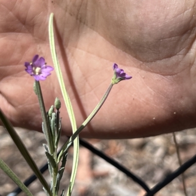 Epilobium billardiereanum subsp. cinereum (Hairy Willow Herb) at Higgins Woodland - 15 Nov 2023 by Untidy