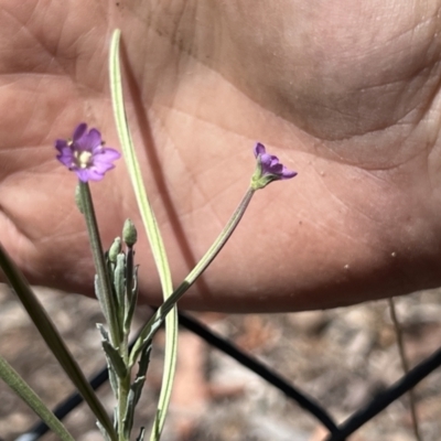 Epilobium billardiereanum subsp. cinereum (Variable Willow-herb) at Higgins Woodland - 15 Nov 2023 by Untidy