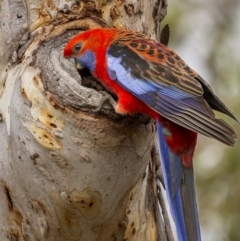 Platycercus elegans (Crimson Rosella) at Mount Majura - 15 Nov 2023 by trevsci