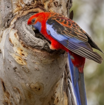 Platycercus elegans (Crimson Rosella) at Majura, ACT - 14 Nov 2023 by trevsci