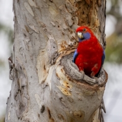 Platycercus elegans at Mount Majura - 15 Nov 2023