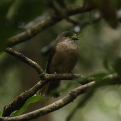 Pachycephala pectoralis (Golden Whistler) at O'Reilly, QLD - 10 Nov 2023 by Rixon