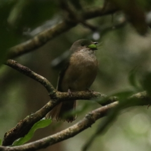 Pachycephala pectoralis at O'Reilly, QLD - 10 Nov 2023