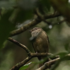 Pachycephala pectoralis at O'Reilly, QLD - 10 Nov 2023