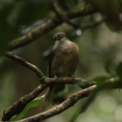 Pachycephala pectoralis at O'Reilly, QLD - 10 Nov 2023