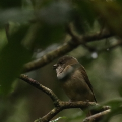 Pachycephala pectoralis at O'Reilly, QLD - 10 Nov 2023