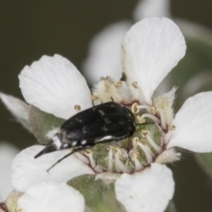 Mordellidae (family) (Unidentified pintail or tumbling flower beetle) at McKellar, ACT - 14 Nov 2023 by kasiaaus