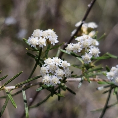 Ozothamnus thyrsoideus (Sticky Everlasting) at QPRC LGA - 15 Nov 2023 by Csteele4