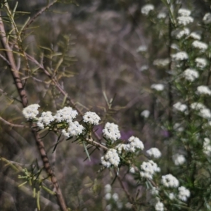 Ozothamnus thyrsoideus at QPRC LGA - 15 Nov 2023