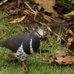 Leucosarcia melanoleuca (Wonga Pigeon) at O'Reilly, QLD - 9 Nov 2023 by Rixon