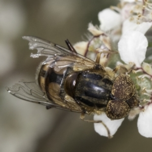 Eristalinus punctulatus at Croke Place Grassland (CPG) - 14 Nov 2023