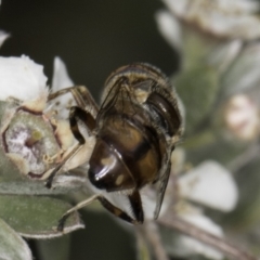 Eristalinus punctulatus at Croke Place Grassland (CPG) - 14 Nov 2023