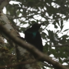 Ptiloris paradiseus (Paradise Riflebird) at Lamington National Park - 9 Nov 2023 by Rixon