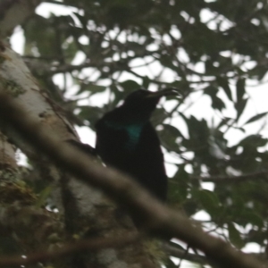 Ptiloris paradiseus at Lamington National Park - 10 Nov 2023