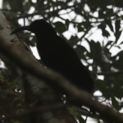 Ptiloris paradiseus at Lamington National Park - 10 Nov 2023