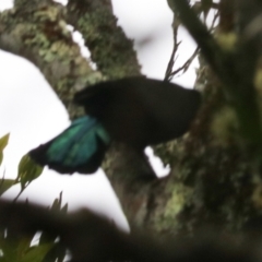 Ptiloris paradiseus at Lamington National Park - 10 Nov 2023