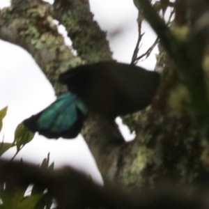 Ptiloris paradiseus at Lamington National Park - 10 Nov 2023