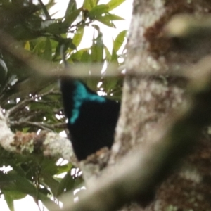 Ptiloris paradiseus at Lamington National Park - 10 Nov 2023