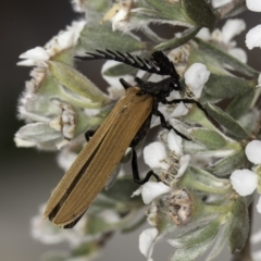 Porrostoma rhipidium (Long-nosed Lycid (Net-winged) beetle) at Croke Place Grassland (CPG) - 14 Nov 2023 by kasiaaus