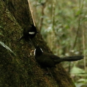 Psophodes olivaceus at Lamington National Park - 10 Nov 2023 07:54 AM