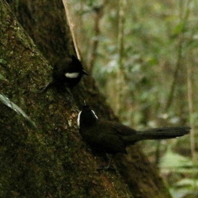 Psophodes olivaceus (Eastern Whipbird) at O'Reilly, QLD - 9 Nov 2023 by Rixon