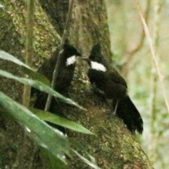 Psophodes olivaceus at Lamington National Park - 10 Nov 2023