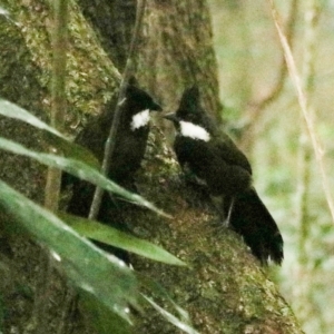 Psophodes olivaceus at Lamington National Park - 10 Nov 2023 07:54 AM