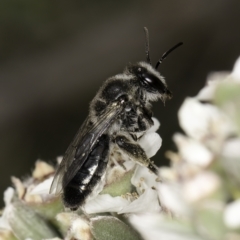 Leioproctus sp. (genus) (Plaster bee) at Croke Place Grassland (CPG) - 14 Nov 2023 by kasiaaus