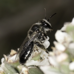 Leioproctus sp. (genus) at McKellar, ACT - 14 Nov 2023