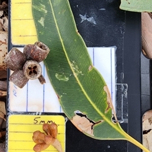 Eucalyptus botryoides at Tuross Head, NSW - 15 Nov 2023