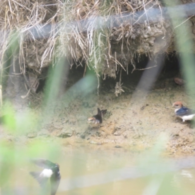 Petrochelidon ariel (Fairy Martin) at Wingecarribee Local Government Area - 15 Nov 2023 by Span102