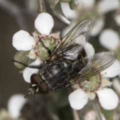 Calliphoridae (family) (Unidentified blowfly) at McKellar, ACT - 14 Nov 2023 by kasiaaus