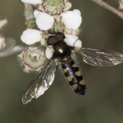 Melangyna viridiceps (Hover fly) at McKellar, ACT - 14 Nov 2023 by kasiaaus