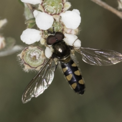 Melangyna viridiceps (Hover fly) at McKellar, ACT - 14 Nov 2023 by kasiaaus