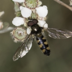 Melangyna viridiceps (Hover fly) at Croke Place Grassland (CPG) - 14 Nov 2023 by kasiaaus