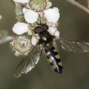 Melangyna viridiceps at McKellar, ACT - 14 Nov 2023