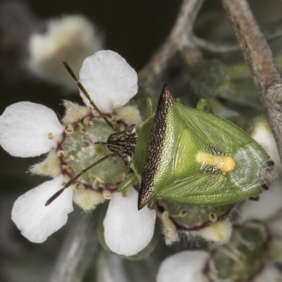 Cuspicona stenuella (Shield bug) at Croke Place Grassland (CPG) - 14 Nov 2023 by kasiaaus