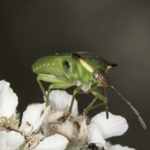 Cuspicona stenuella at McKellar, ACT - 14 Nov 2023