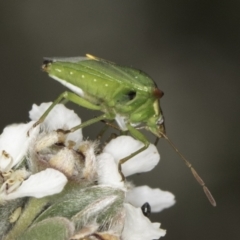 Cuspicona stenuella at McKellar, ACT - 14 Nov 2023