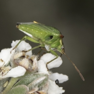 Cuspicona stenuella at McKellar, ACT - 14 Nov 2023