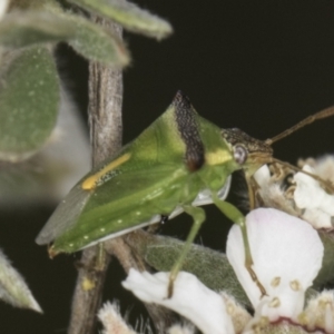 Cuspicona stenuella at McKellar, ACT - 14 Nov 2023